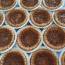 Georgina's True English Butter Tarts